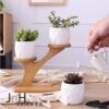 植栽 ─ 【貓頭鷹在家】