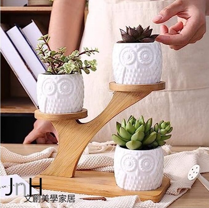 植栽-貓頭鷹在家4 植栽 ─ 【貓頭鷹在家】