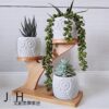 植栽 ─ 【貓頭鷹在家】