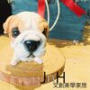 家飾 ─ 【大頭狗/英國鬥牛犬】